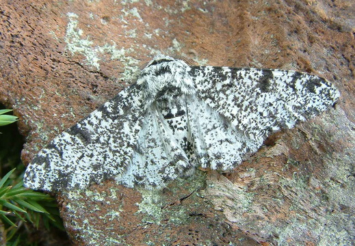 Peppered Moth (Biston betularia)