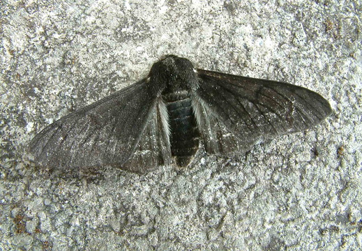Peppered Moth (Biston betularia  f. carbonaria)