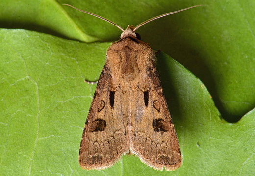 Heart and Dart (Agrotis exclamationis)