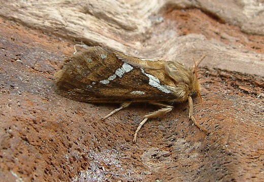 Common Swift (Hepialus lupulina)