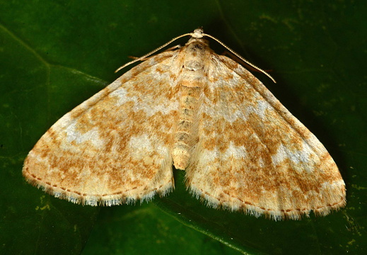Sandy Carpet (Perizoma flavofasciata)