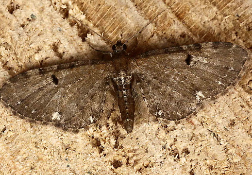 Currant Pug (Eupithecia assimilata)