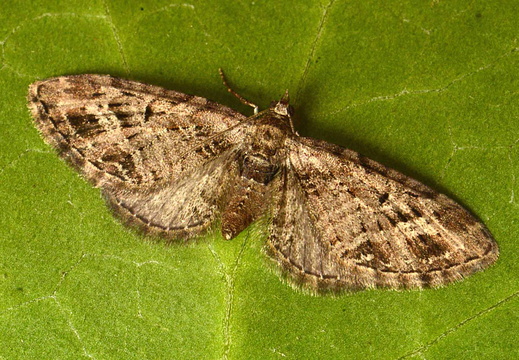 Mottled Pug (Eupithecia exiguata)