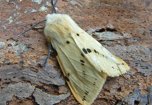 Buff Ermine (Spilosoma lutea)
