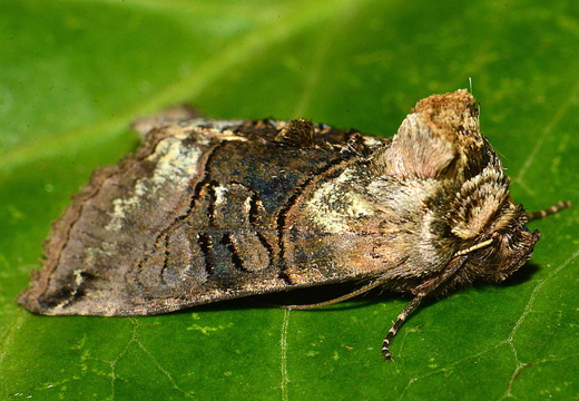 Spectacle (Abrostola tripartita)