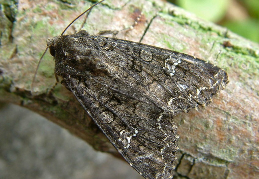 Cabbage Moth (Mamestra brassicae)