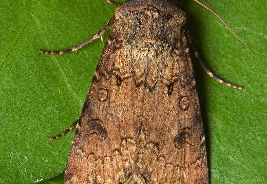 Turnip Moth (Agrotis segetum)