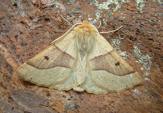 Scalloped Oak (Crocallis elinguaria)