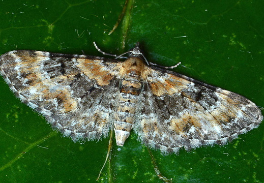 Foxglove Pug (Eupithecia pulchellata)