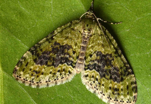 Yellow-barred Brindle (Acasis viretata)