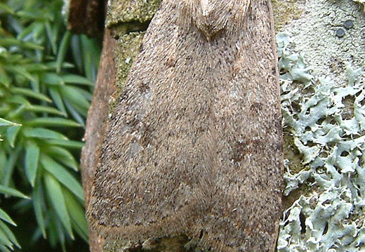 Pale Mottled Willow (Caradrina clavipalpis)