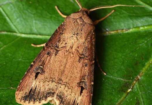 Dark Sword-grass (Agrotis ipsilon)