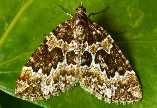 Broken-barred Carpet (Electrophaes corylata) (1194)