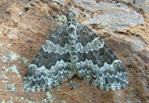 Broken-barred Carpet (Electrophaes corylata) (1195)