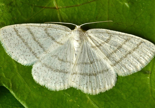 Common White Wave (Cabera pusaria)