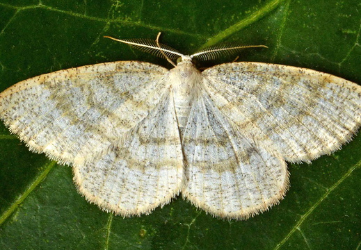 Common Wave (Cabera exanthemata)