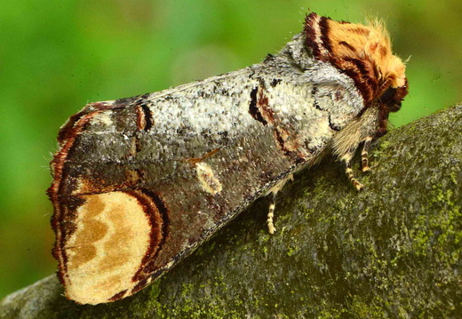 Buff-tip (Phalera bucephala) (1199)