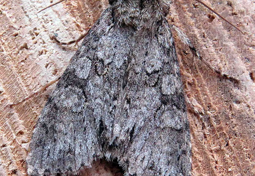 Grey Arches (Polia nebulosa)