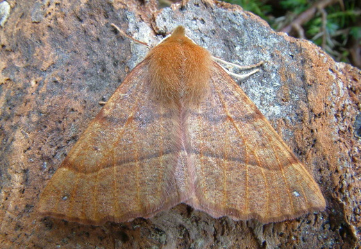 Feathered Thorn (Colotois pennaria)