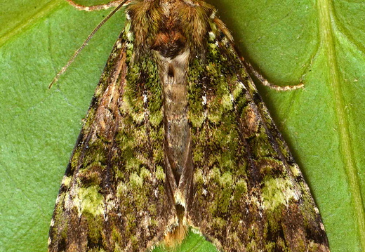 Green Arches (Anaplectoides prasina)