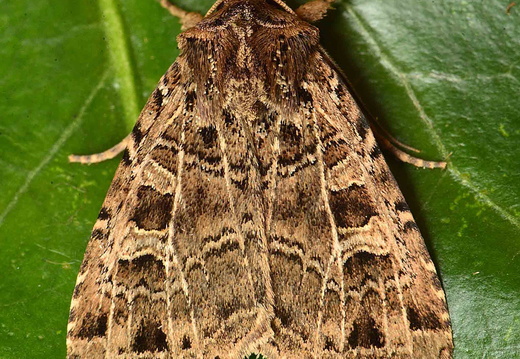 Gothic (Naenia typica)