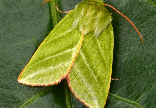 Green Silver-lines (Pseudoips prasinana)