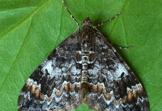 Common Marbled Carpet (Dysstroma truncata) (1210)