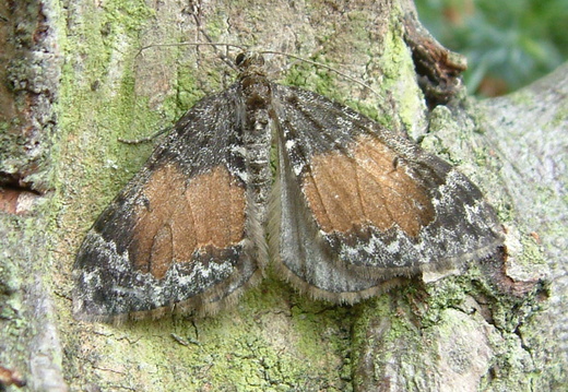 Common Marbled Carpet (Dysstroma truncata) (1211)