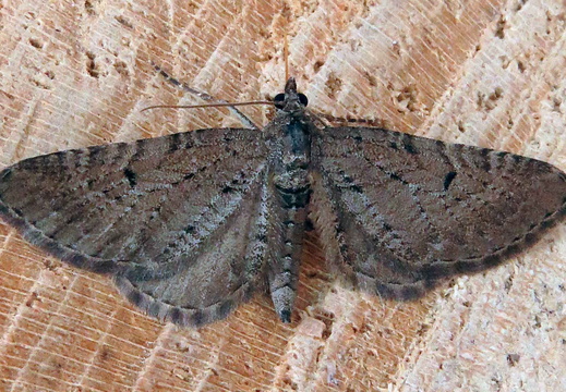 Freyer's Pug (Eupithecia intricata)