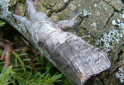 Pale Tussock (Calliteara pudibunda)