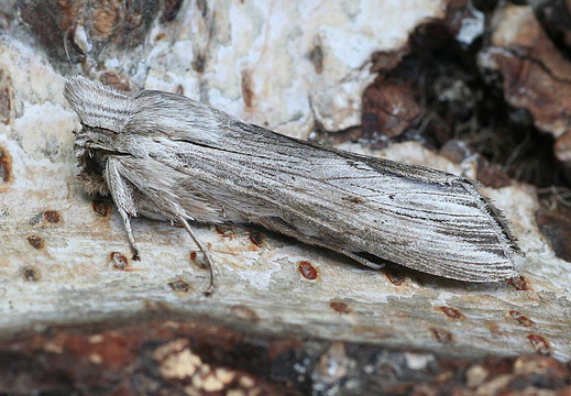 Shark (Cucullia umbratica)