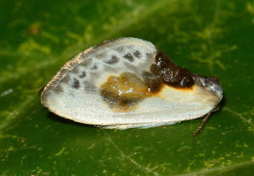 Chinese Character (Cilix glaucata)