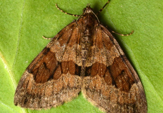 Grey Pine Carpet (Thera obeliscata)