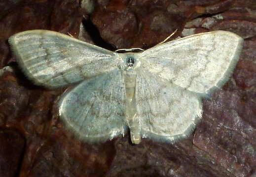 Cream Wave (Scopula floslactata)