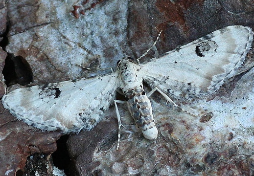 Lime-speck Pug (Eupithecia centaureata)