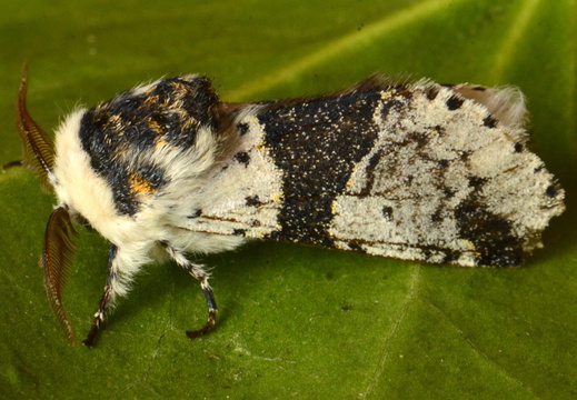 Alder Kitten (Furcula bicuspis)