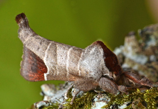 Chocolate-tip (Clostera curtula)