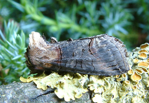 Dark Spectacle (Abrostola triplasia)