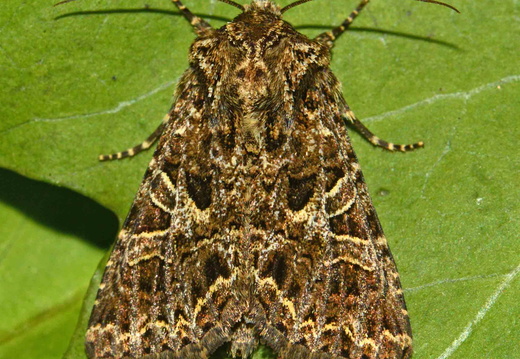 Lychnis (Hadena bicruris)