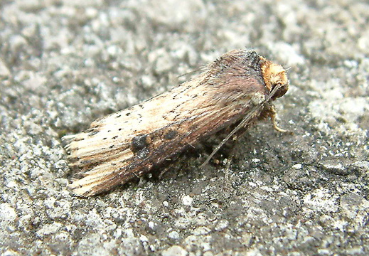 Flame (Axylia putris)