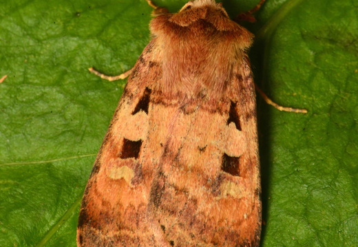 Ingrailed Clay (Diarsia mendica)