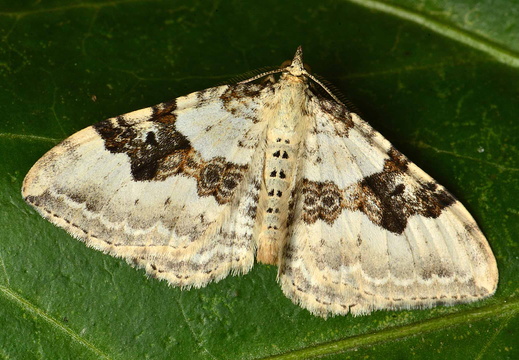 Silver-ground Carpet (Xanthorhoe montanata)