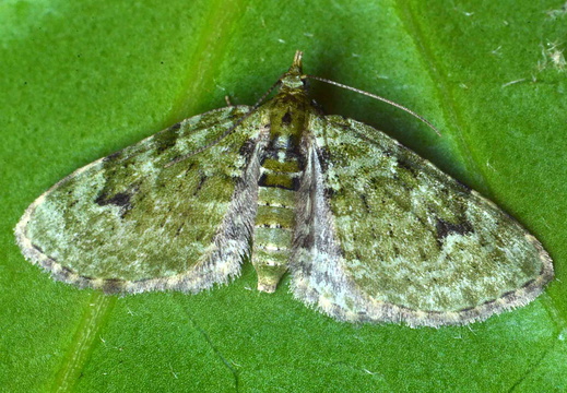 V-Pug (Chloroclystis v-ata)