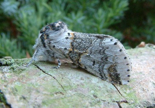 Sallow Kitten (Furcula furcula)