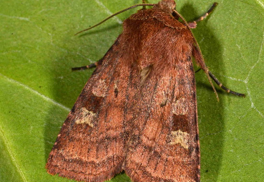 Small Square-spot (Diarsia rubi)