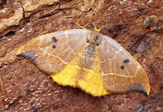 Oak Hook-tip (Watsonalla binaria) (1238)