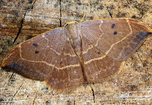 Oak Hook-tip (Watsonalla binaria) (1239)