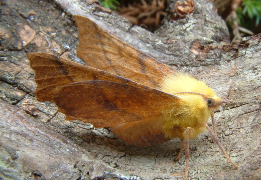 Canary-shouldered Thorn (Ennomos alniaria