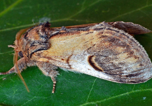 Pebble Prominent (Notodonta ziczac)