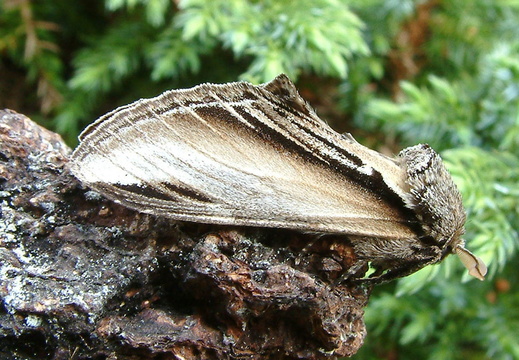 Swallow Prominent (Pheosia tremula)